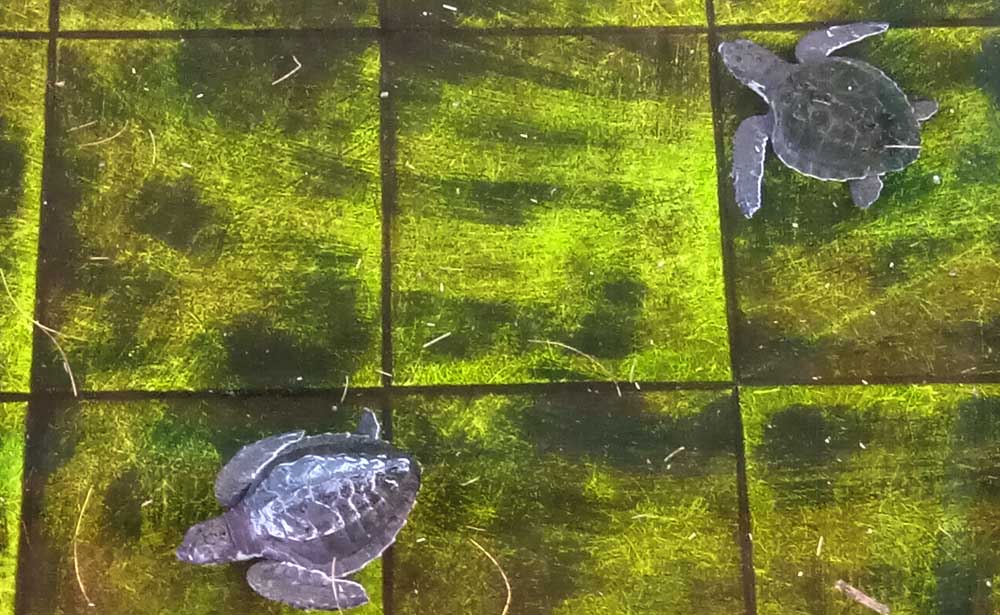 Tukik atau anak penyu/Roby Hermanzah