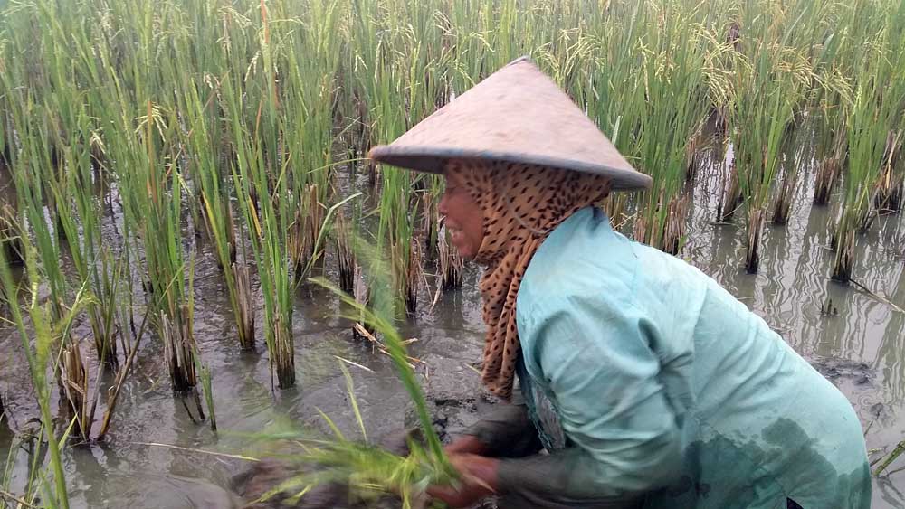 Sarmi, saat mencabut sisa batang padi sebelum proses penanaman