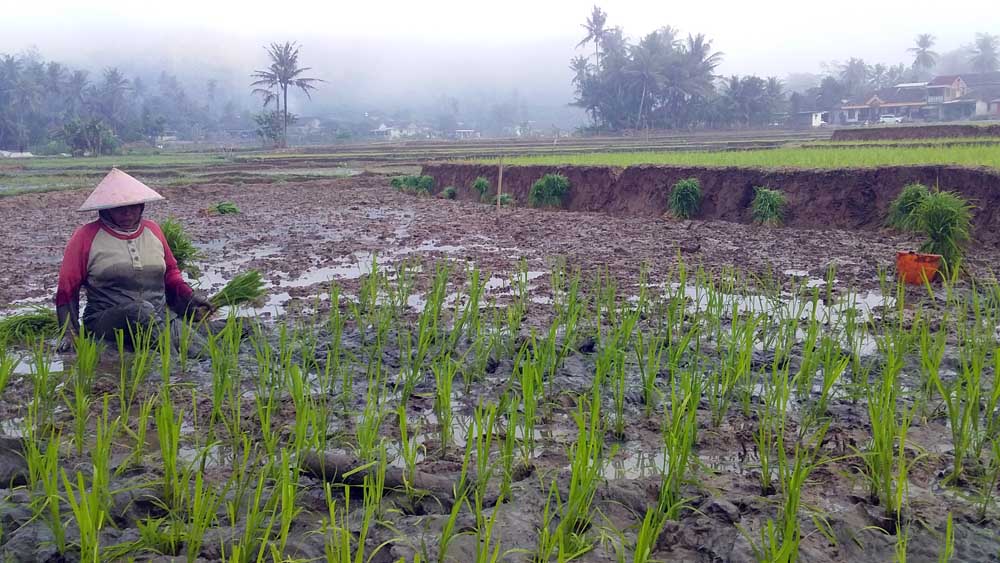 Ngapiyah, saat menanam dan akan pindah tempat